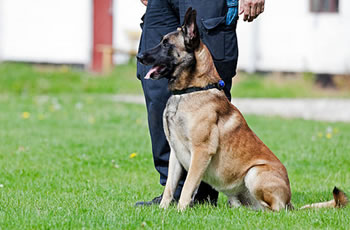 agent de securité cynophile